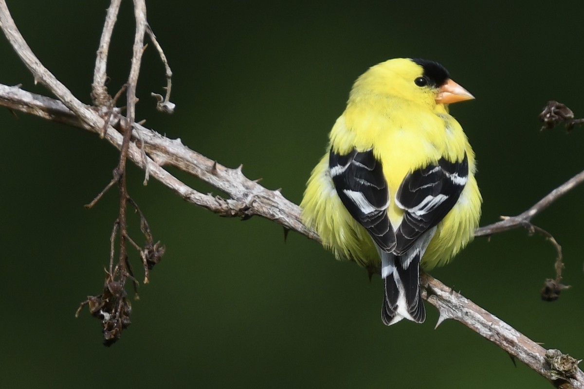 American Goldfinch - ML240140441