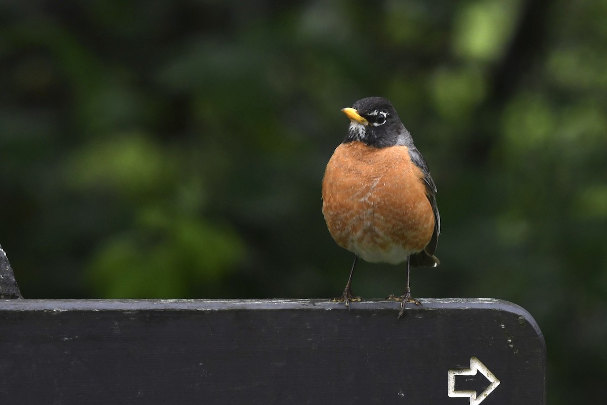 American Robin - ML240140541