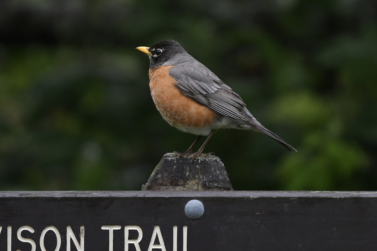 American Robin - ML240140711