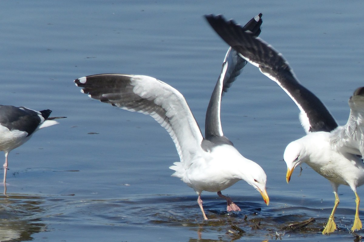 Kelp Gull - John Garrett