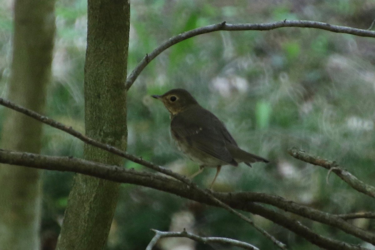 Swainson's Thrush - E R