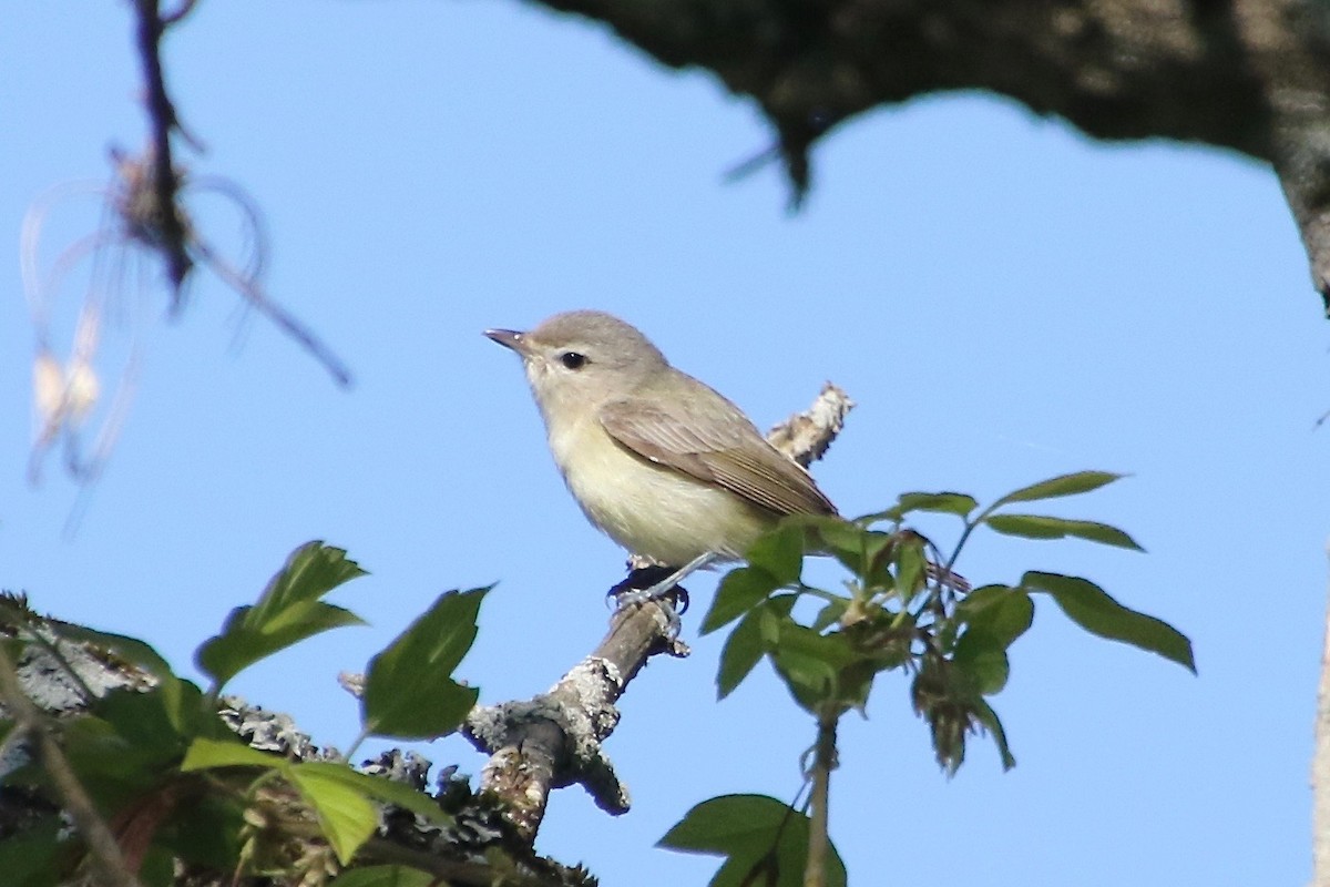 Ötücü Vireo - ML240142441