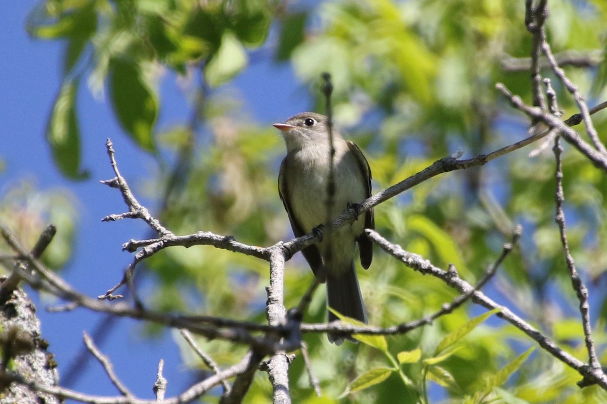 Least Flycatcher - ML240142521