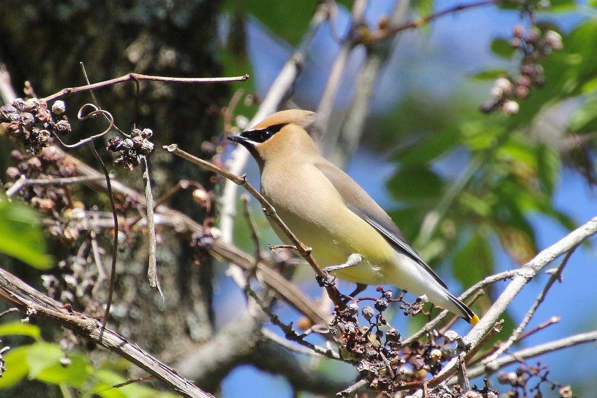 Cedar Waxwing - ML240142601