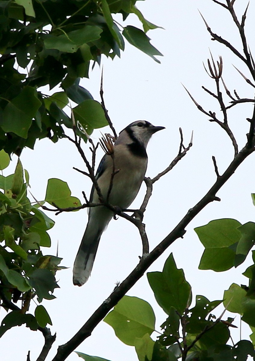 Blue Jay - ML240142841