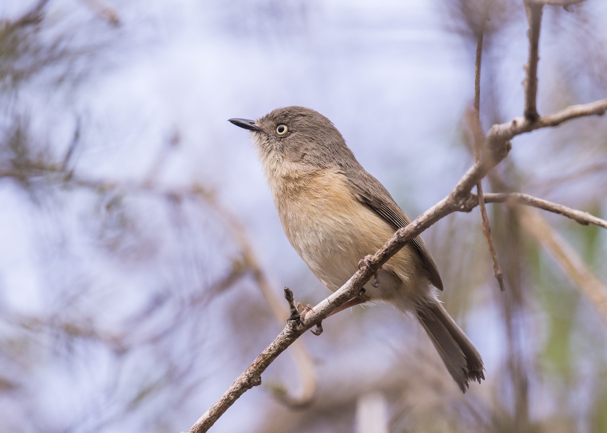 Common Newtonia - Simon Lane