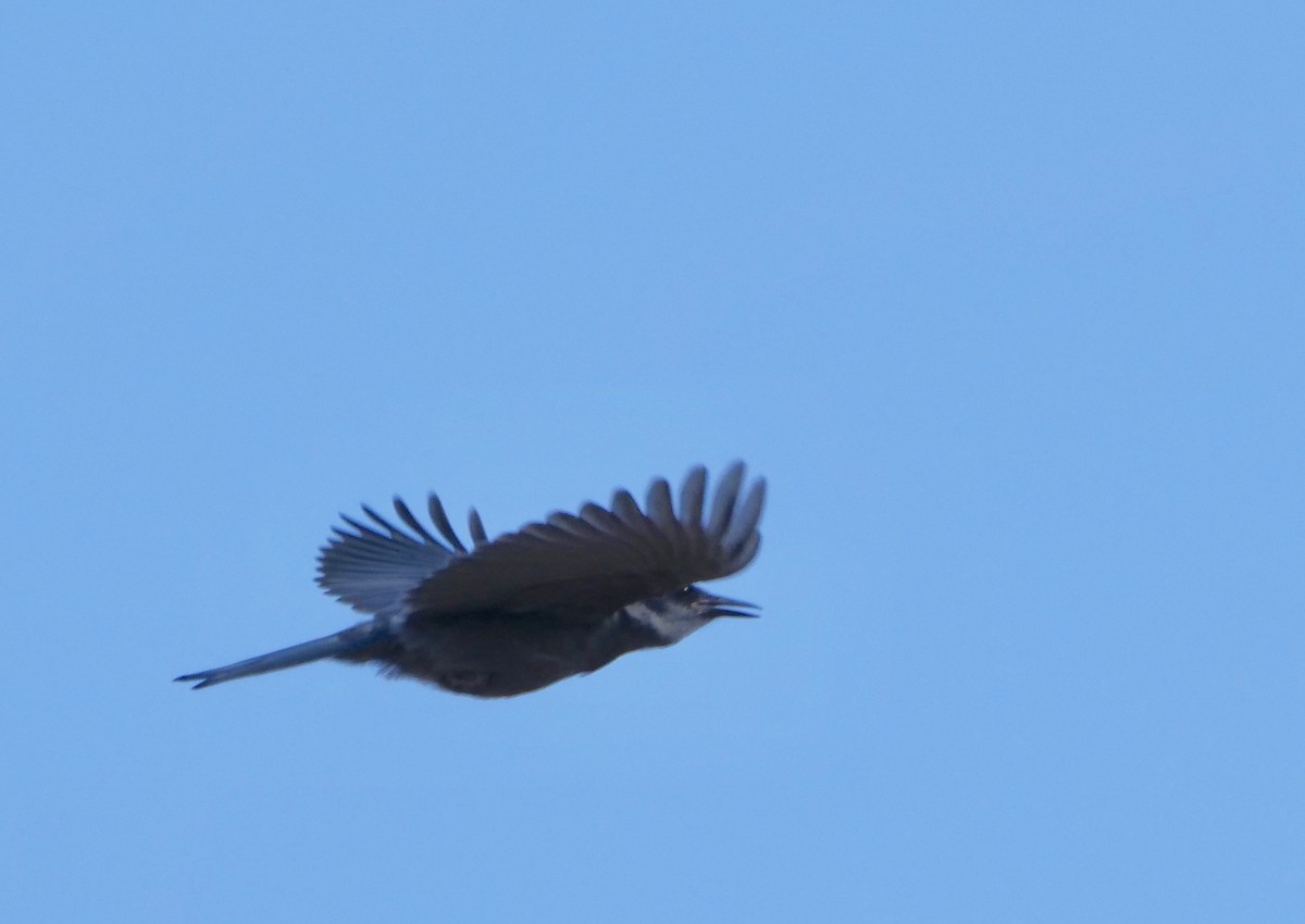 Pinyon Jay - ML240143831