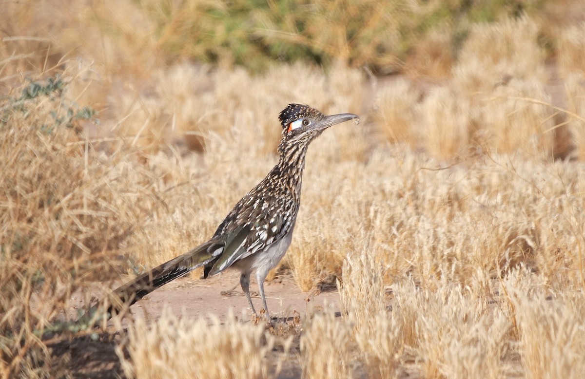 Greater Roadrunner - ML240144931