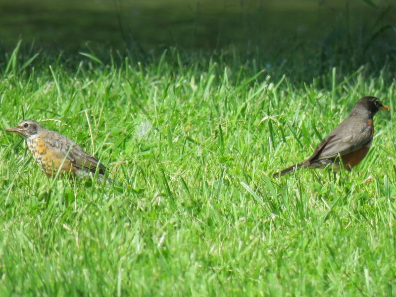 American Robin - ML240147321