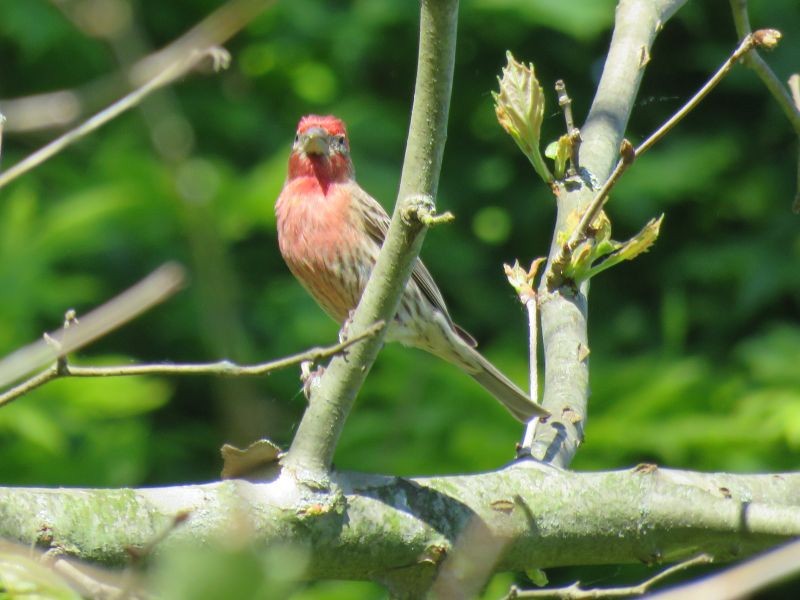 House Finch - ML240147541