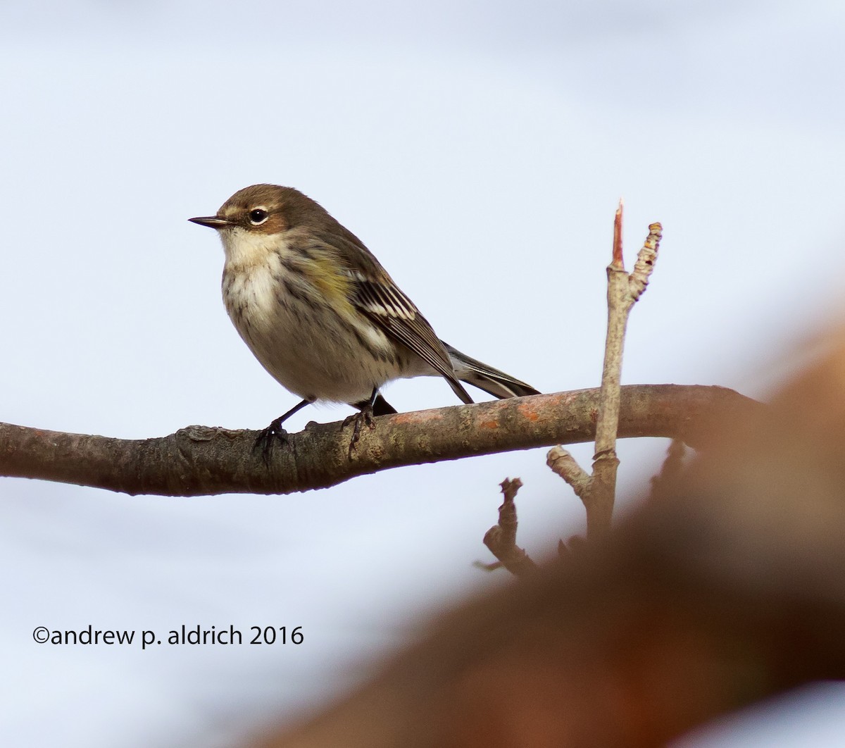 Yellow-rumped Warbler - ML24014981