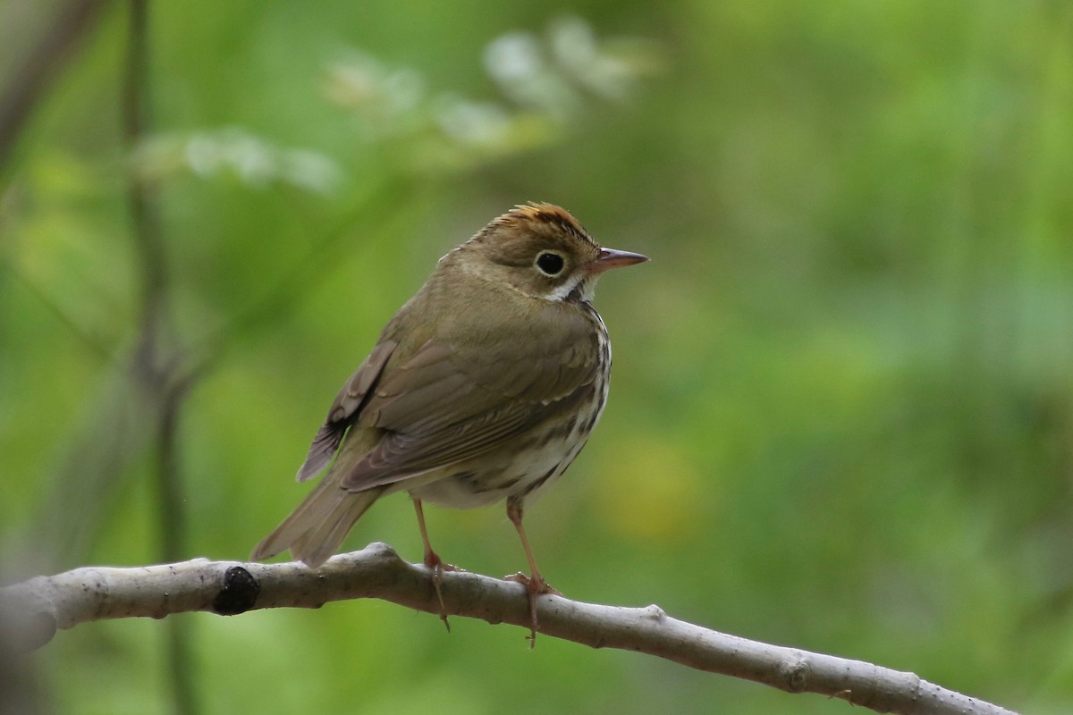 Ovenbird - E R