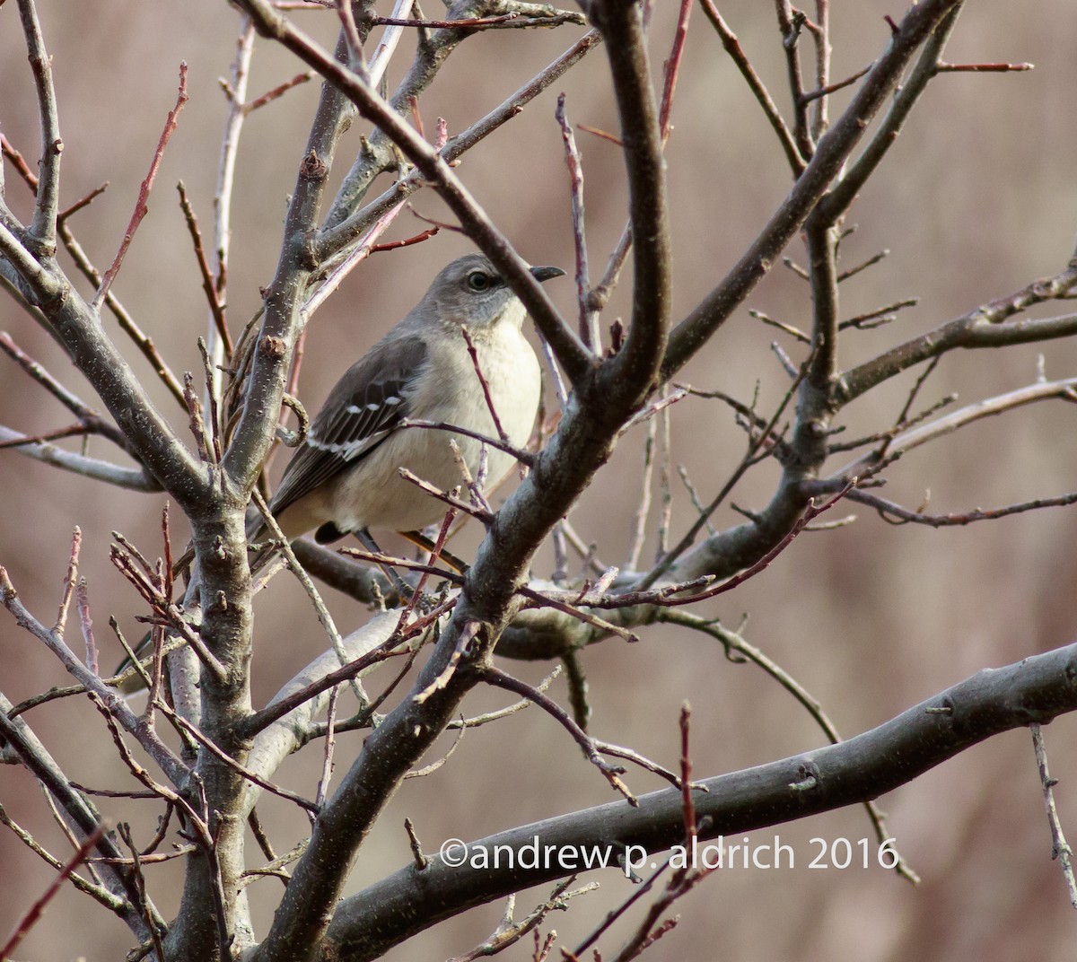 Northern Mockingbird - ML24015041