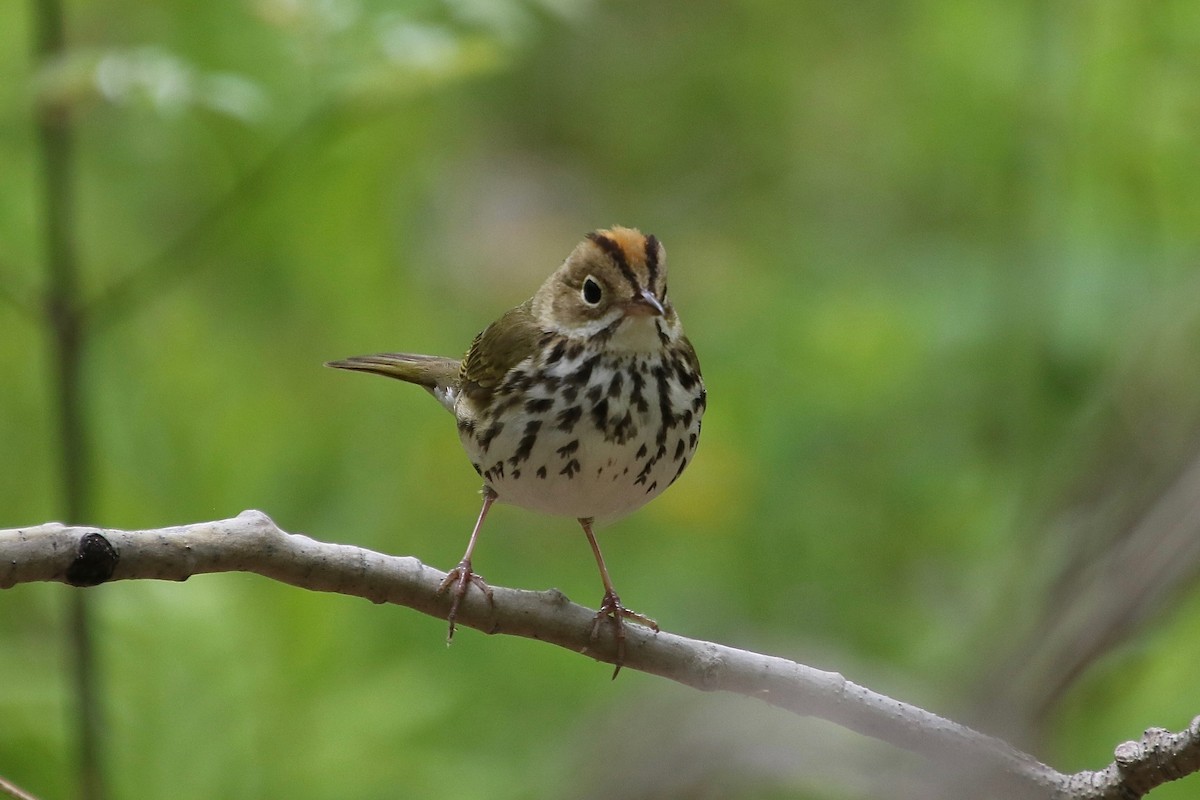 Ovenbird - E R