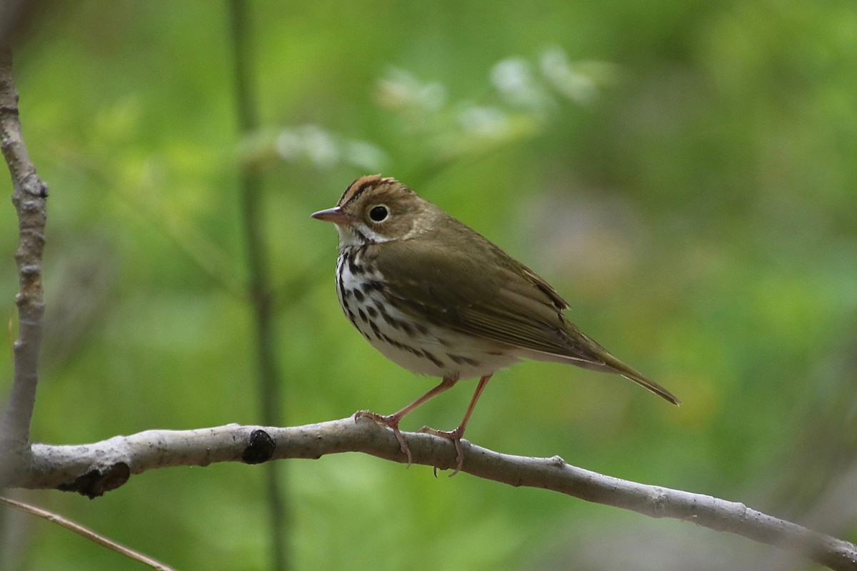 Ovenbird - E R