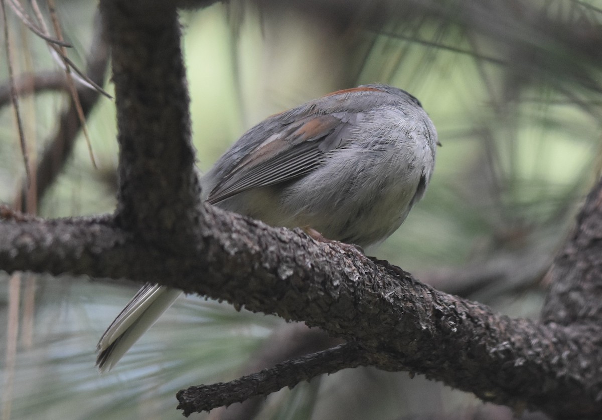 Dark-eyed/Yellow-eyed Junco - ML240151671