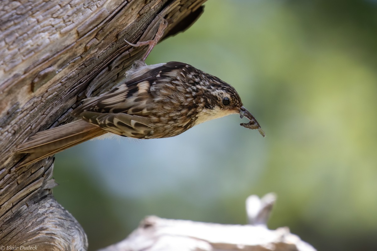 Brown Creeper - Blair Dudeck