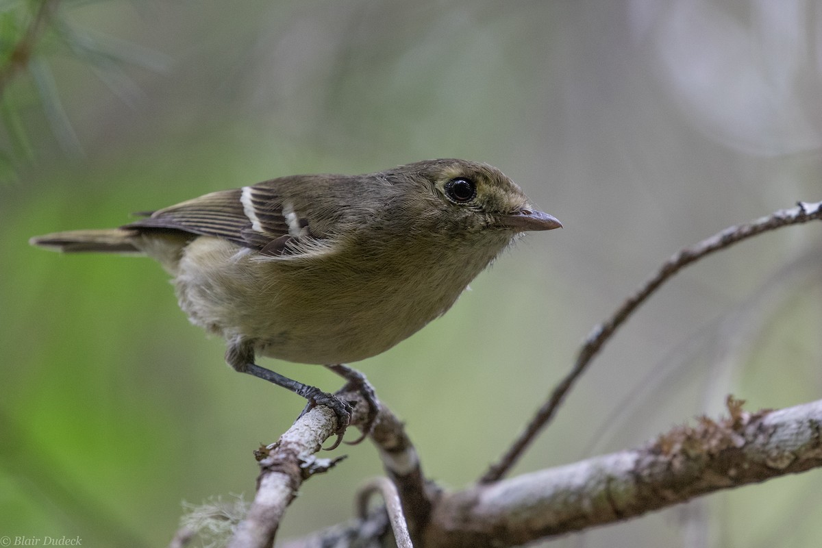 Hutton's Vireo - ML240152841