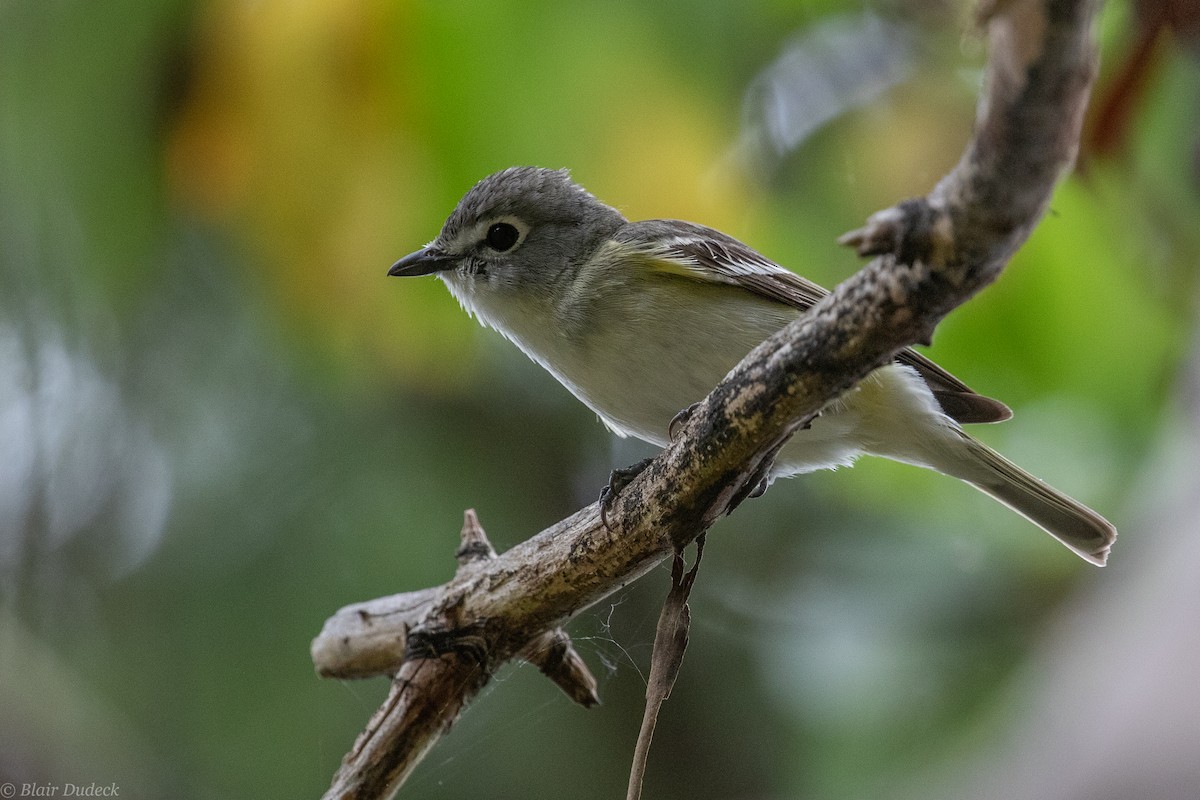 Vireo de Cassin - ML240152931