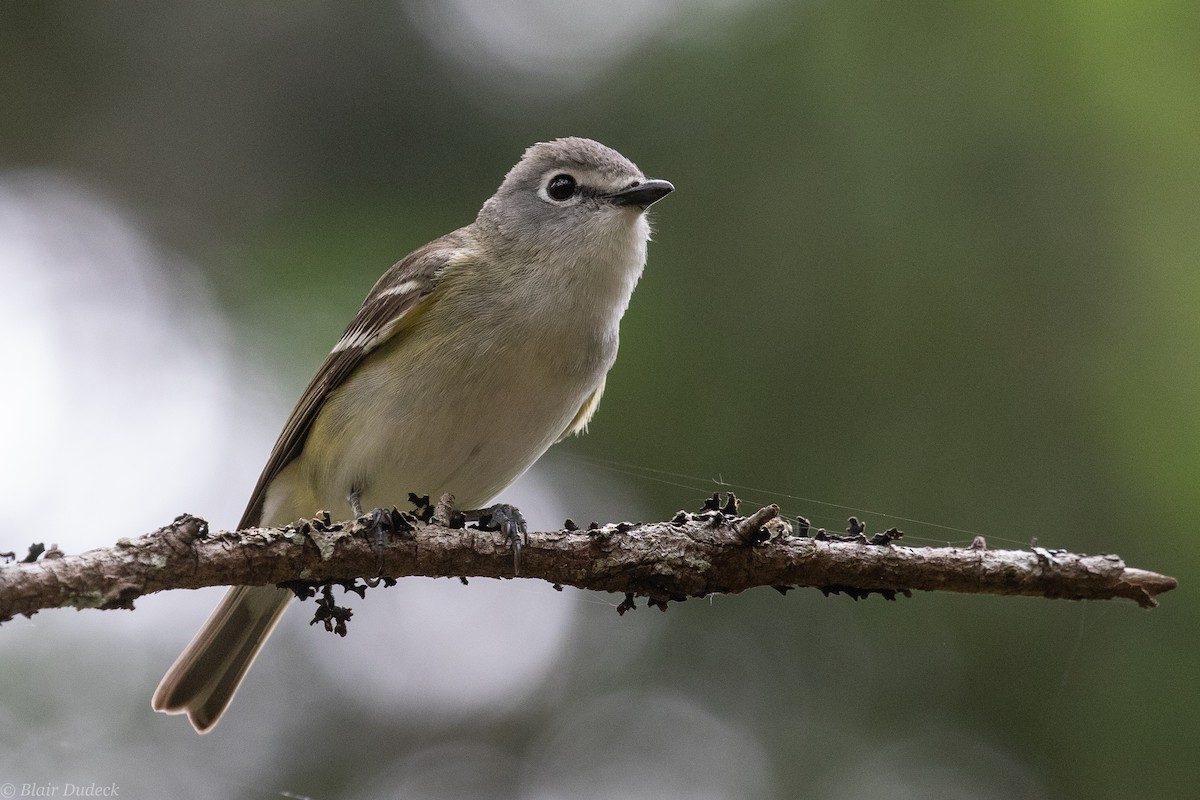 Cassin's Vireo - ML240152951