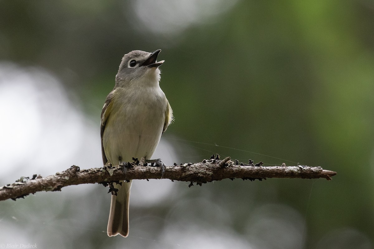 Cassin's Vireo - ML240152961