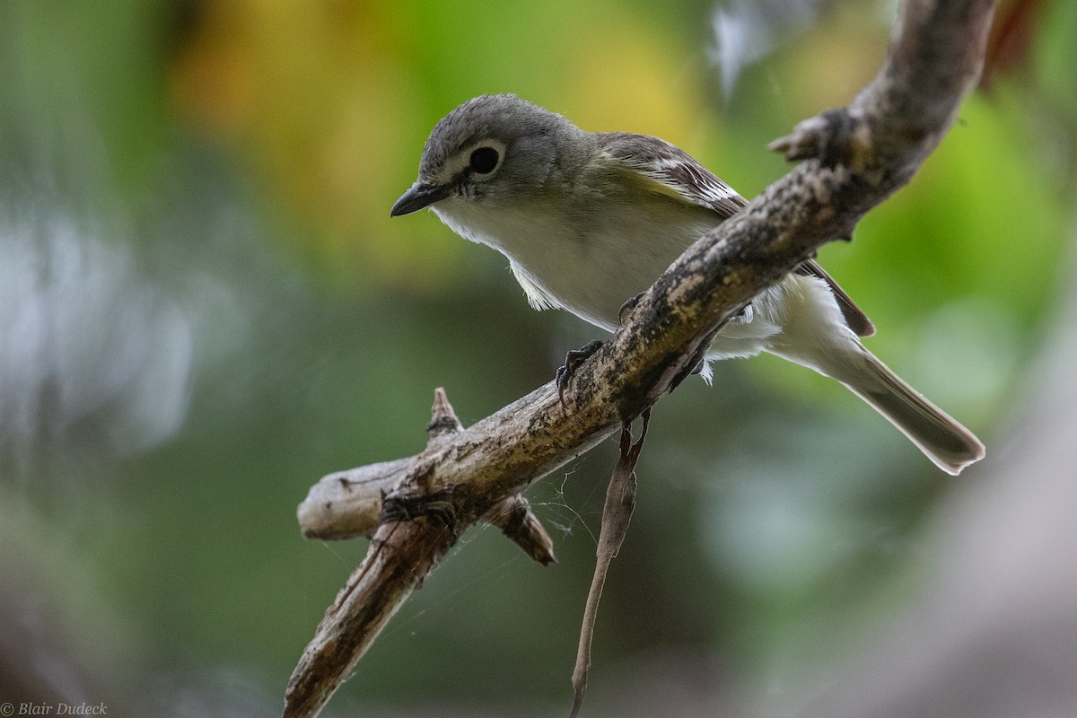 Vireo de Cassin - ML240153001