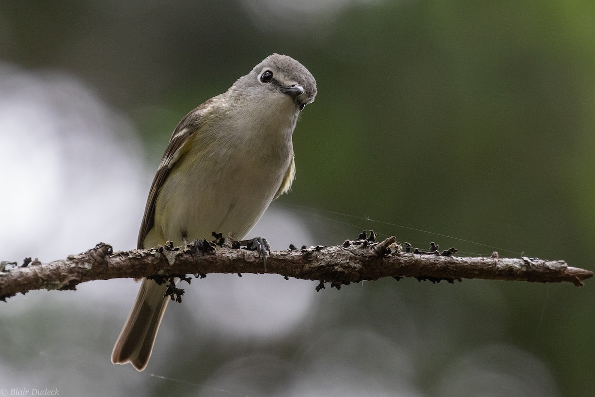 Cassin's Vireo - ML240153041