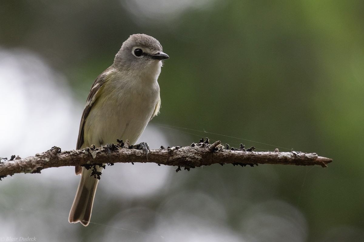 Cassin's Vireo - ML240153071