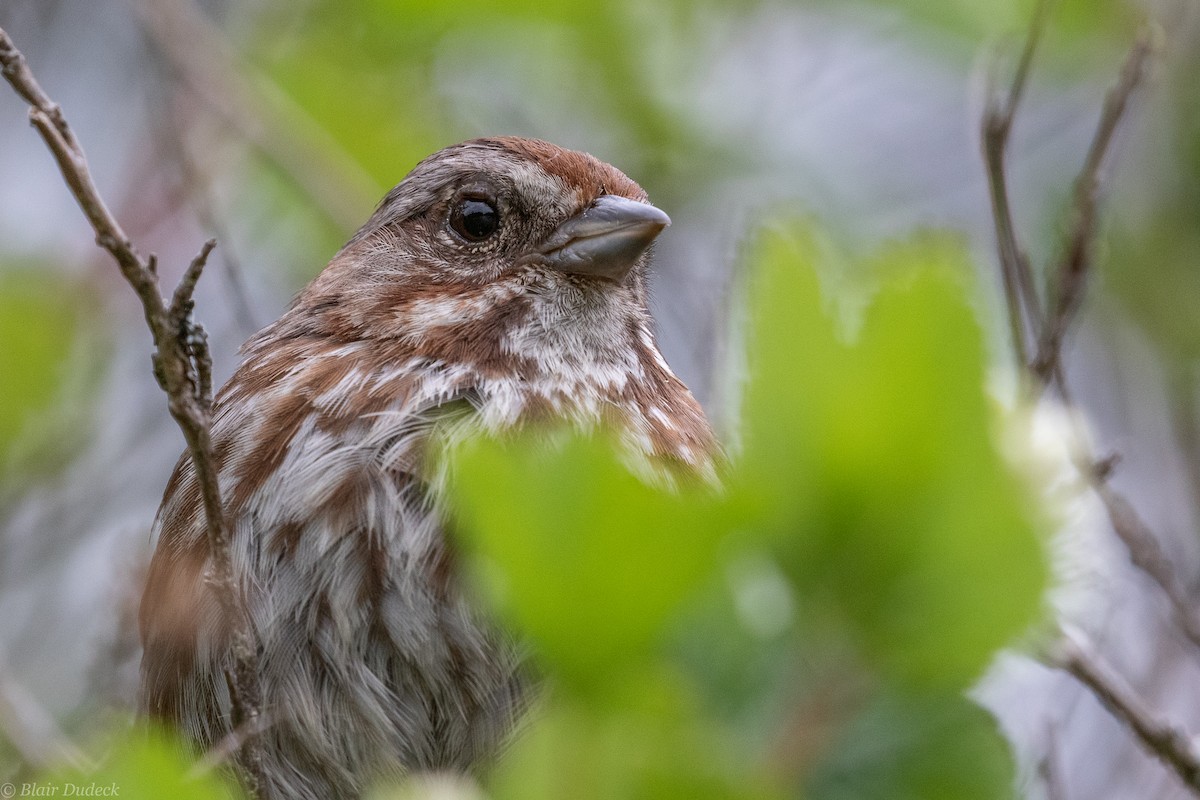 Song Sparrow - Blair Dudeck