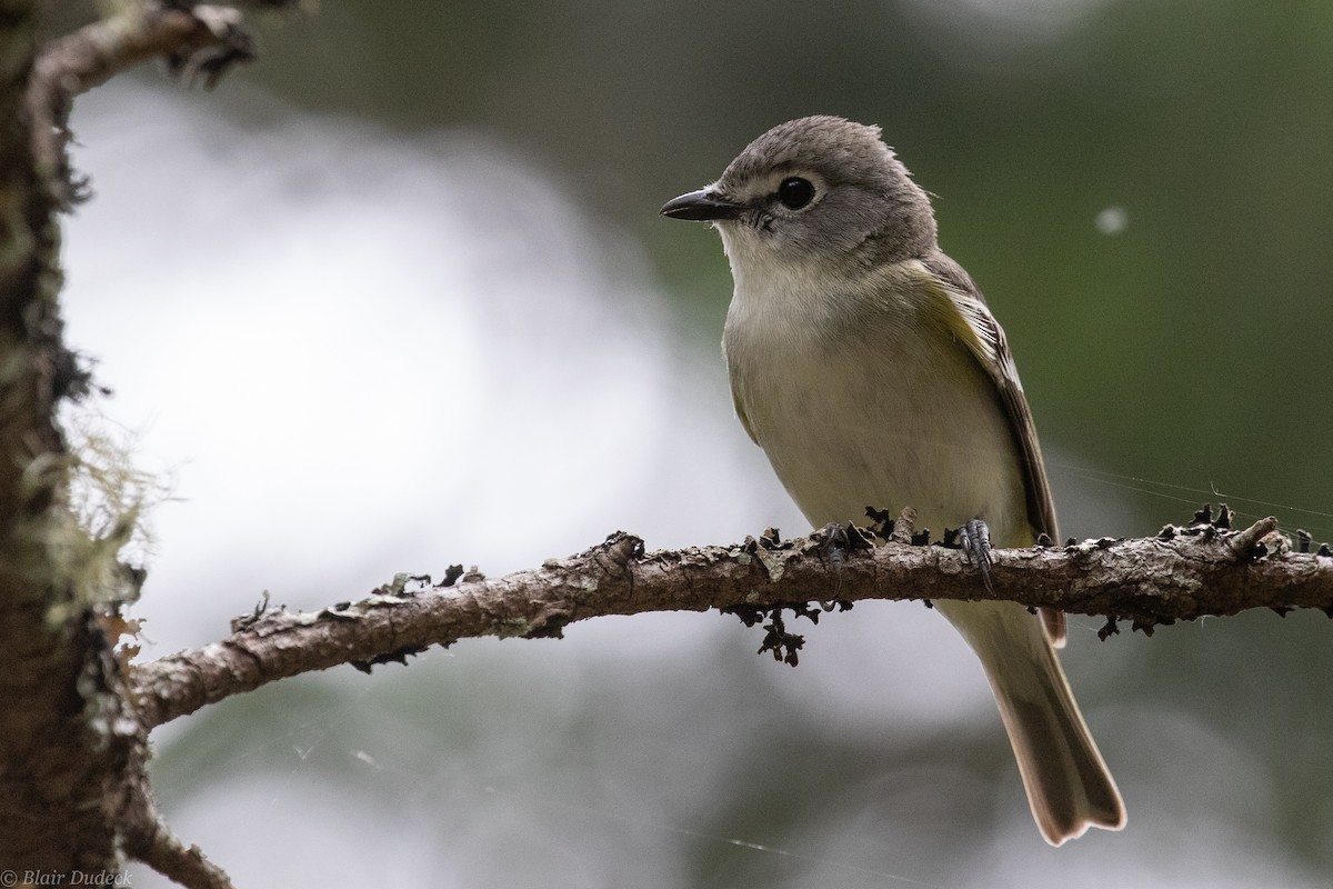 Vireo de Cassin - ML240153111