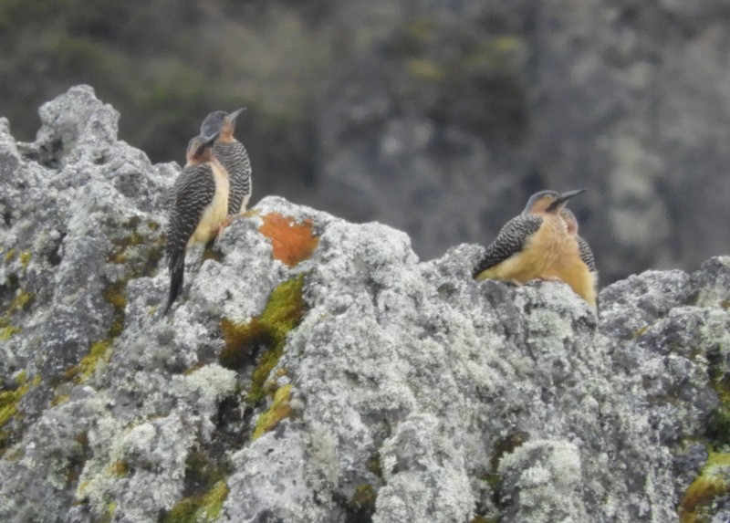 Andean Flicker - ML240153261