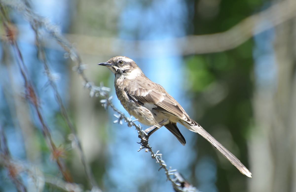 Long-tailed Mockingbird - ML240153541
