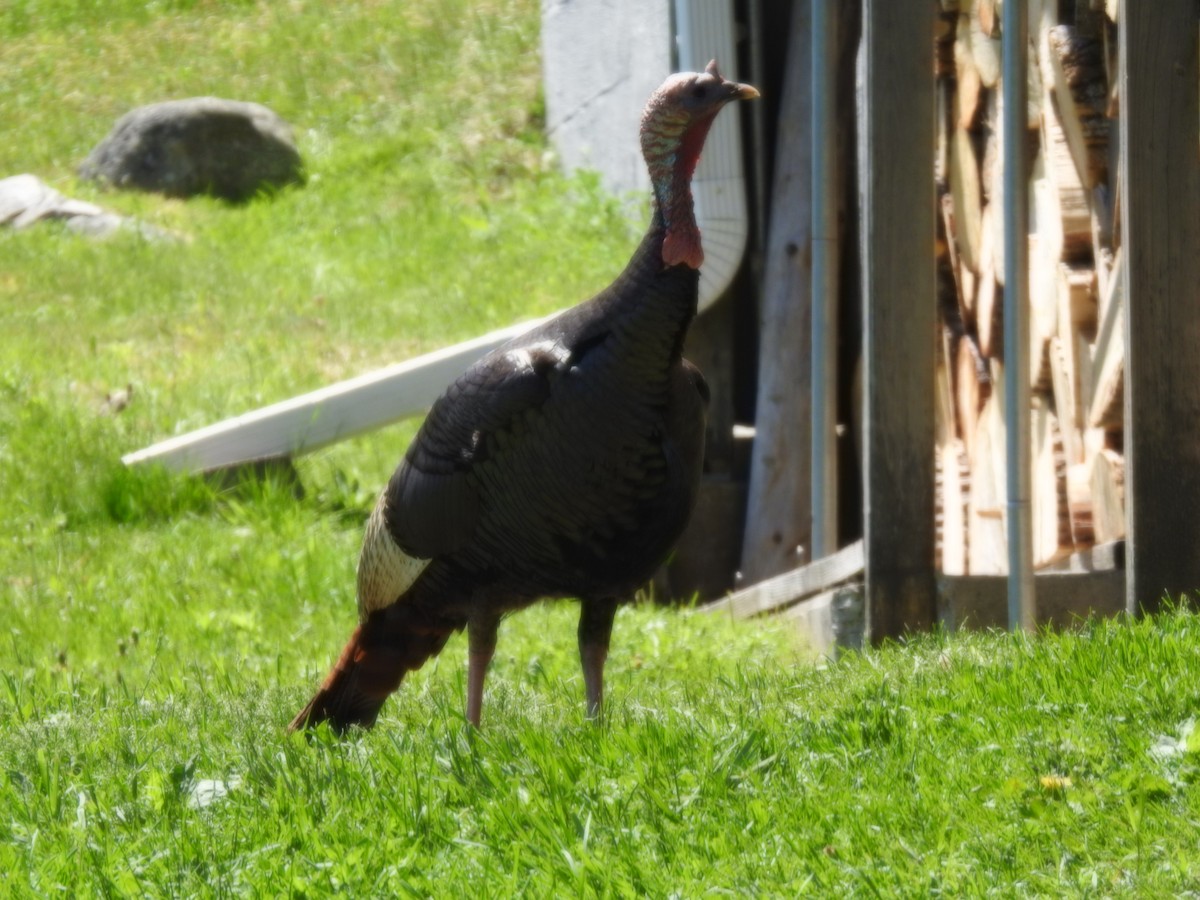 Wild Turkey - ML240153781