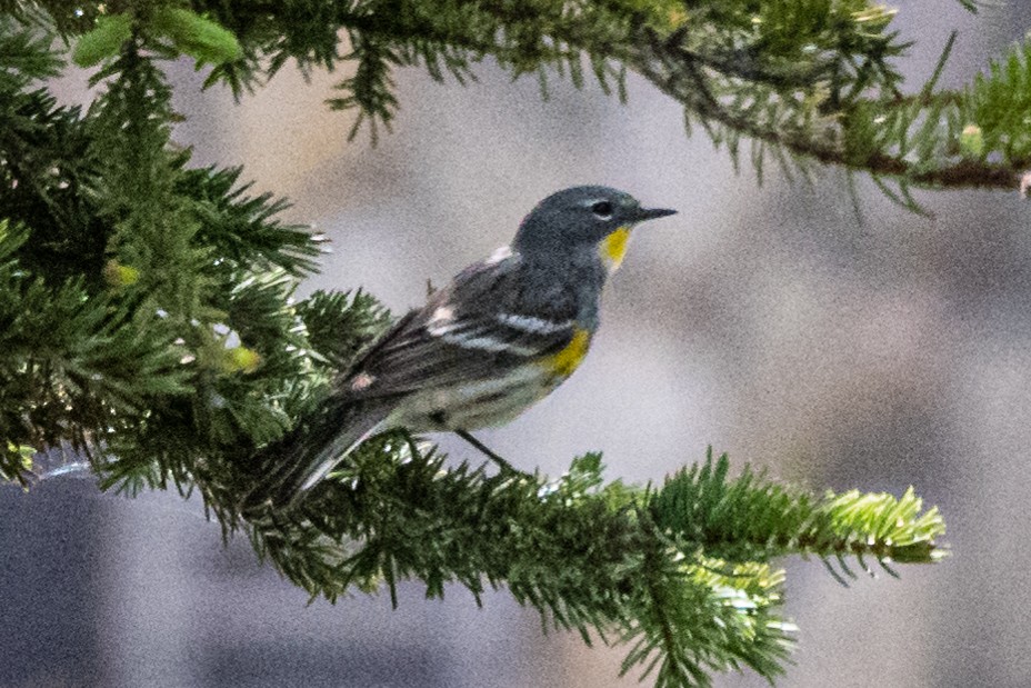 キヅタアメリカムシクイ（coronata ｘ auduboni） - ML240154911