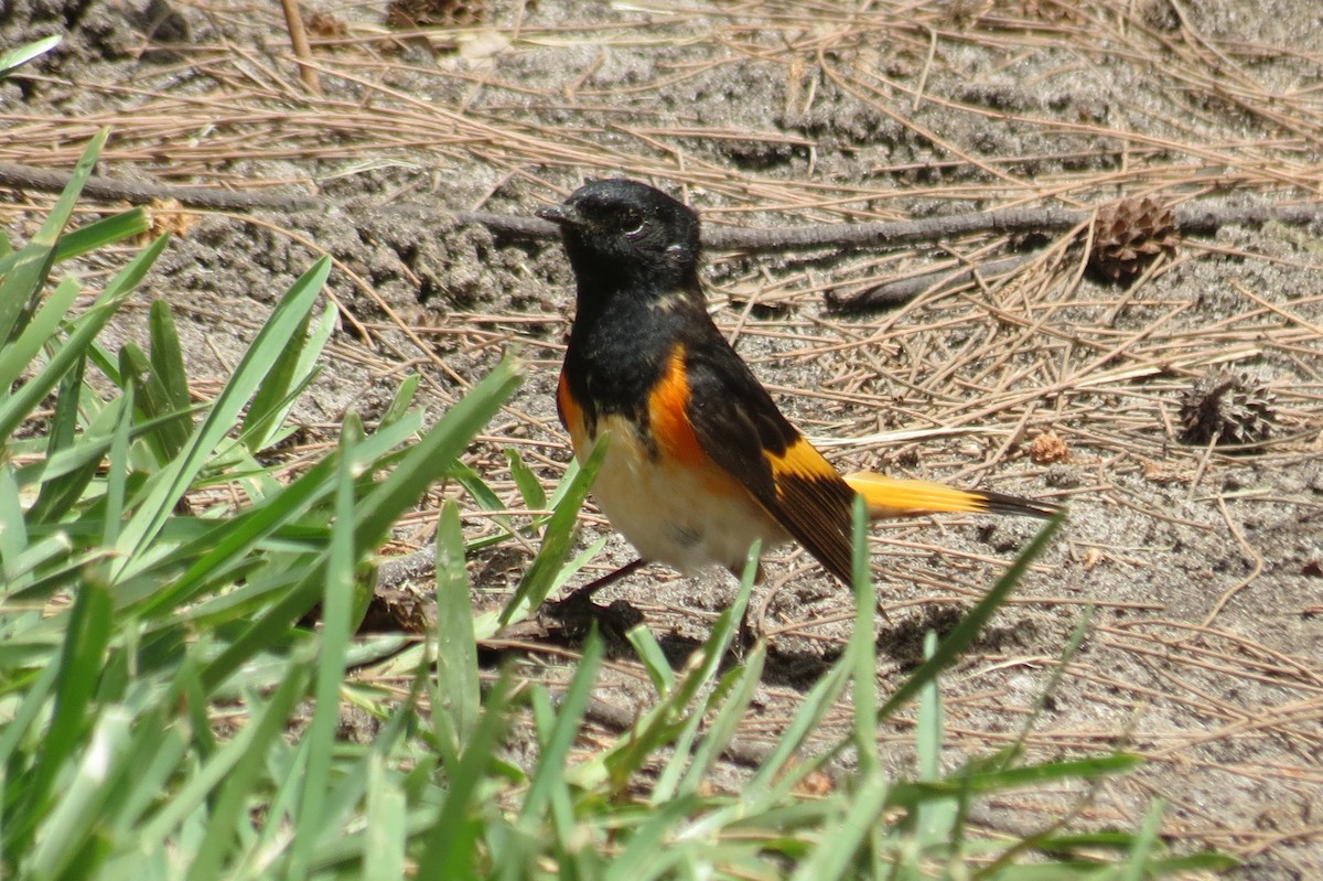 American Redstart - ML240155941