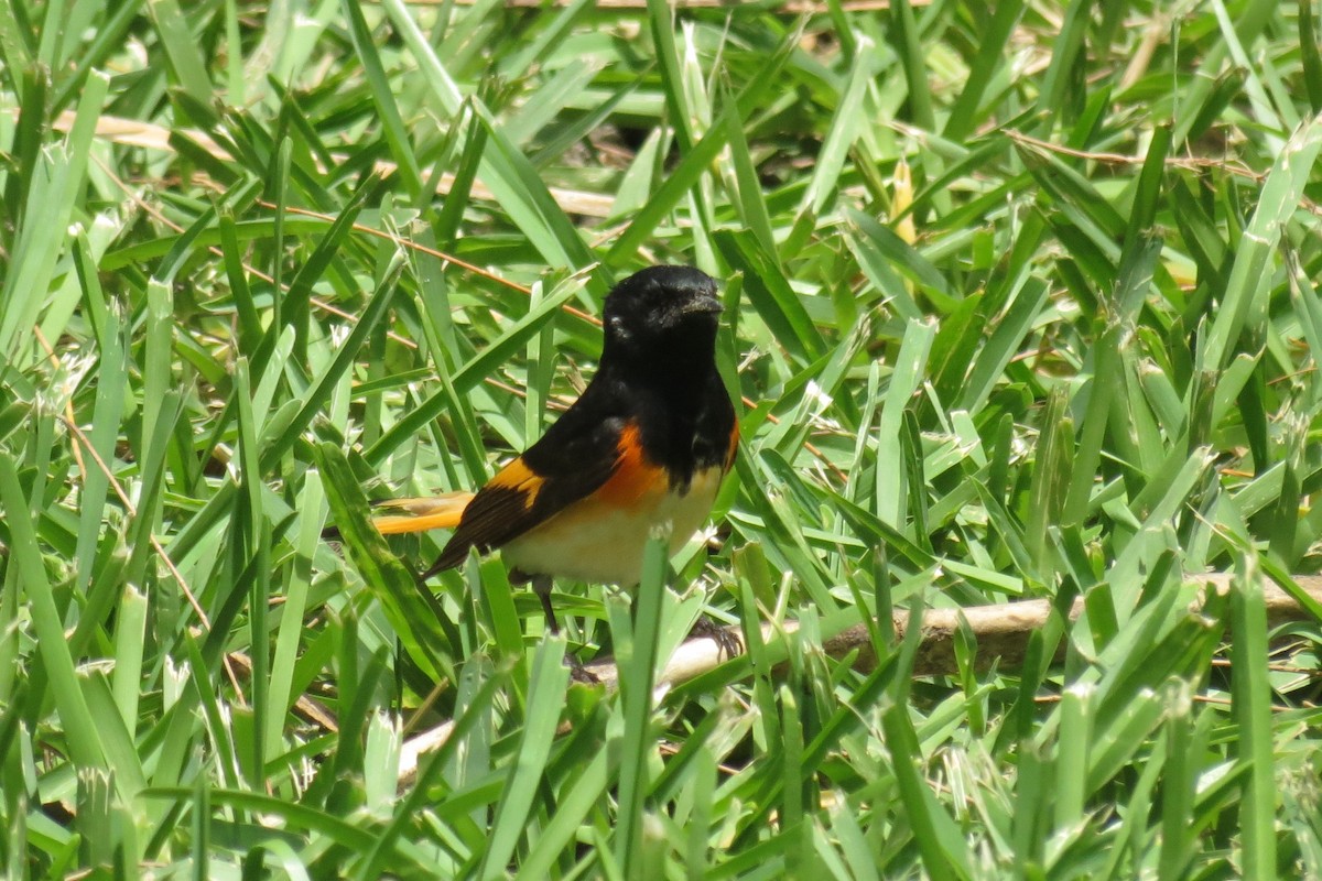 American Redstart - ML240155951