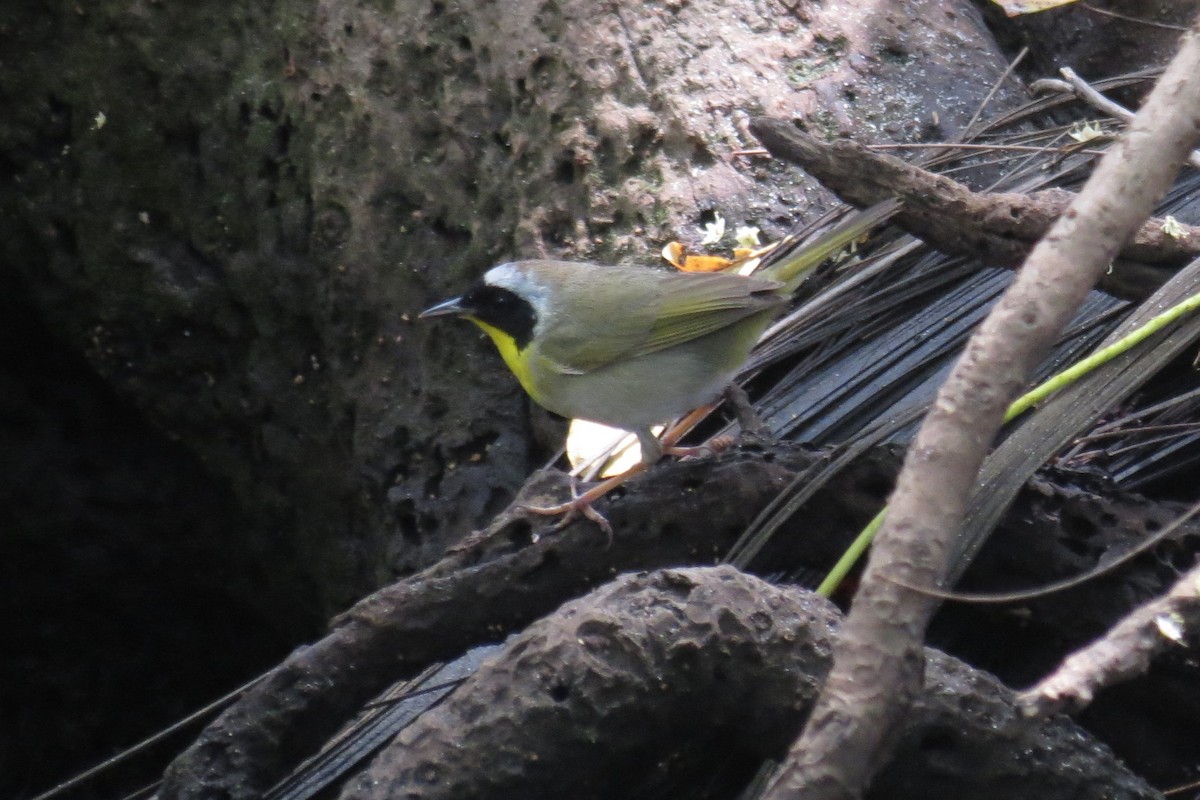 Common Yellowthroat - ML240155991