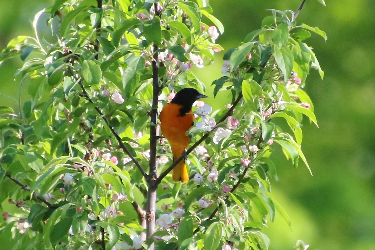 Baltimore Oriole - ML240157281