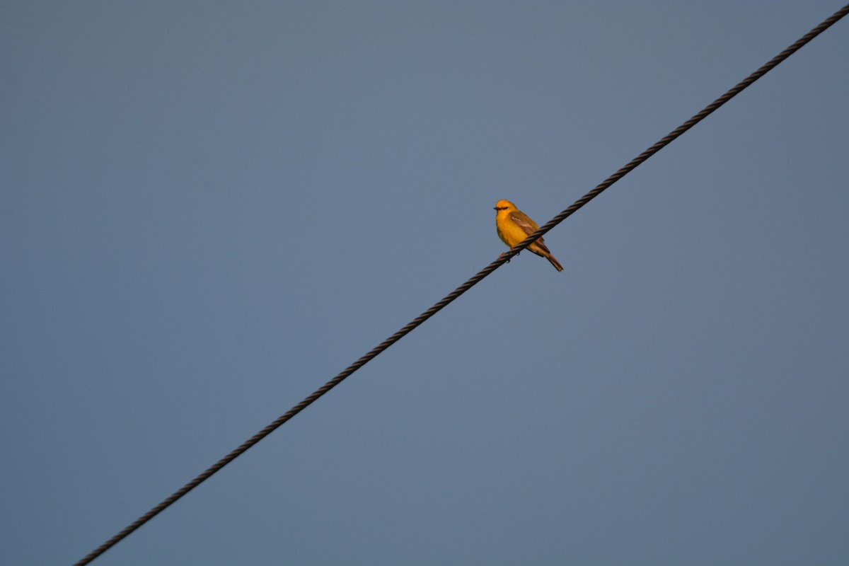 Blue-winged Warbler - Dale Wenger