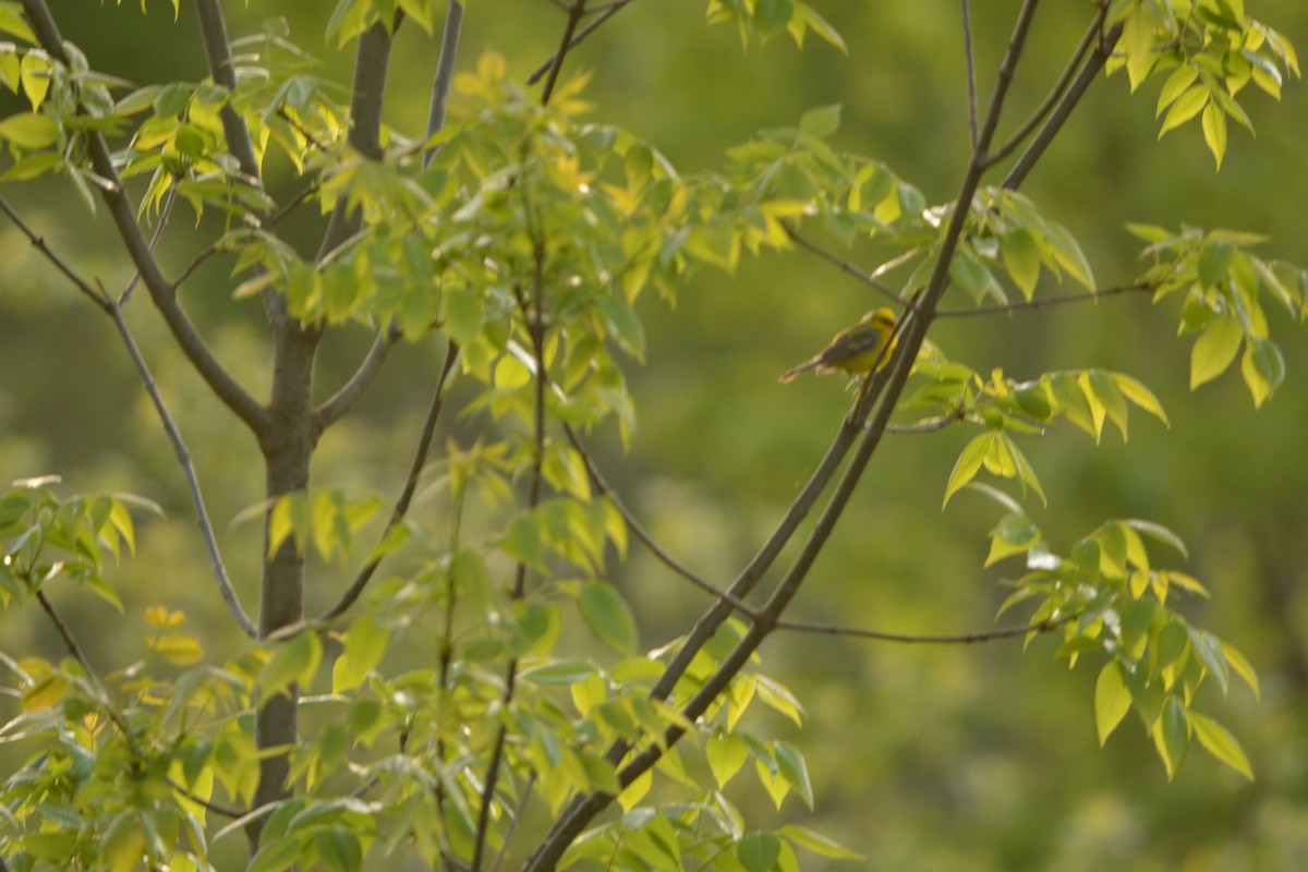 Blue-winged Warbler - Dale Wenger