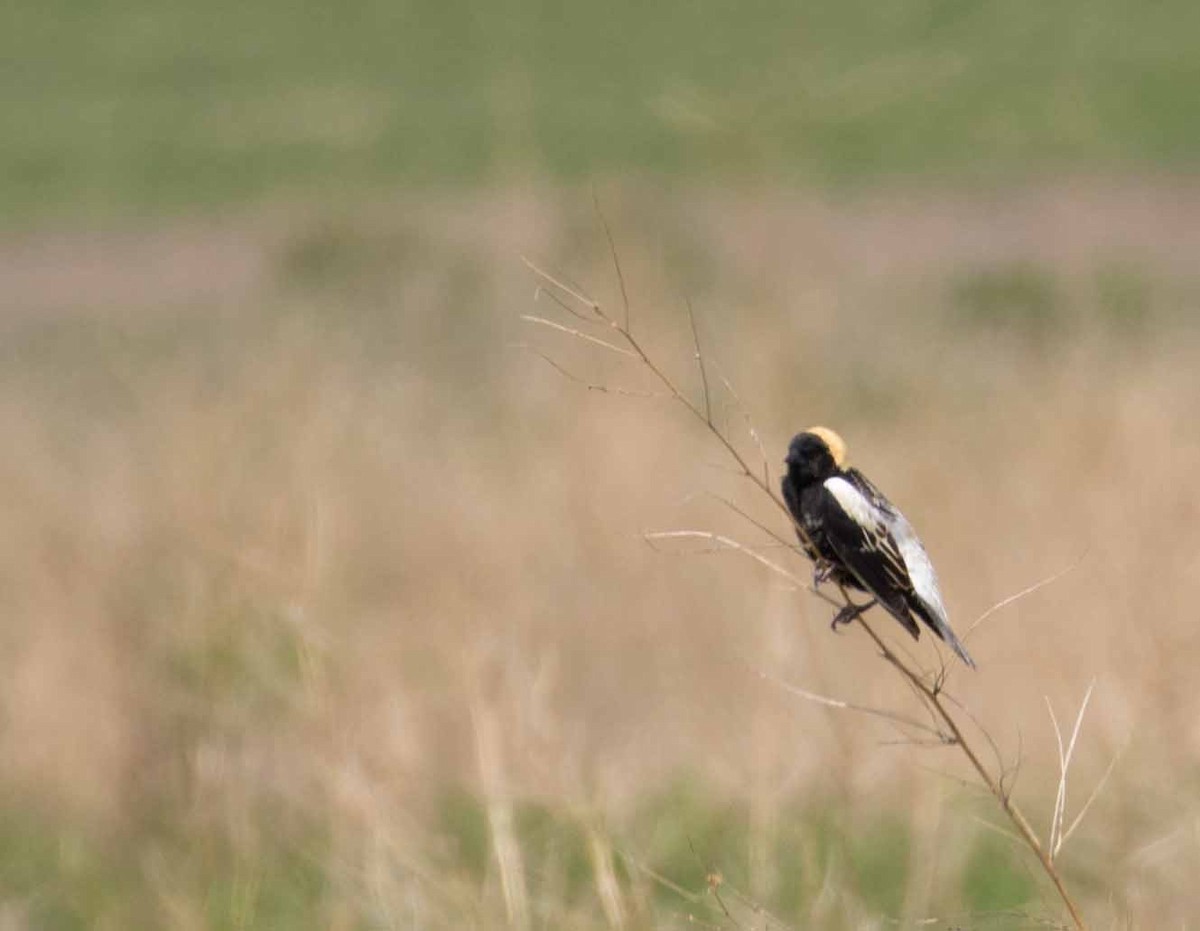 Bobolink - ML240160181
