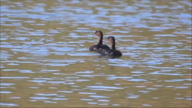 Little Grebe (Tricolored) - ML240161471