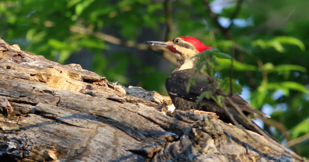 Pileated Woodpecker - Daniel Lebbin