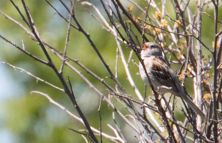 Field Sparrow - ML240162691