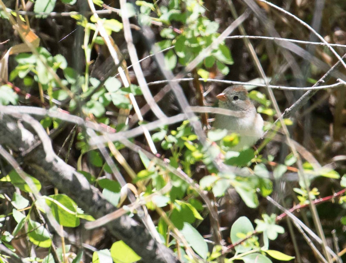 Field Sparrow - ML240162701