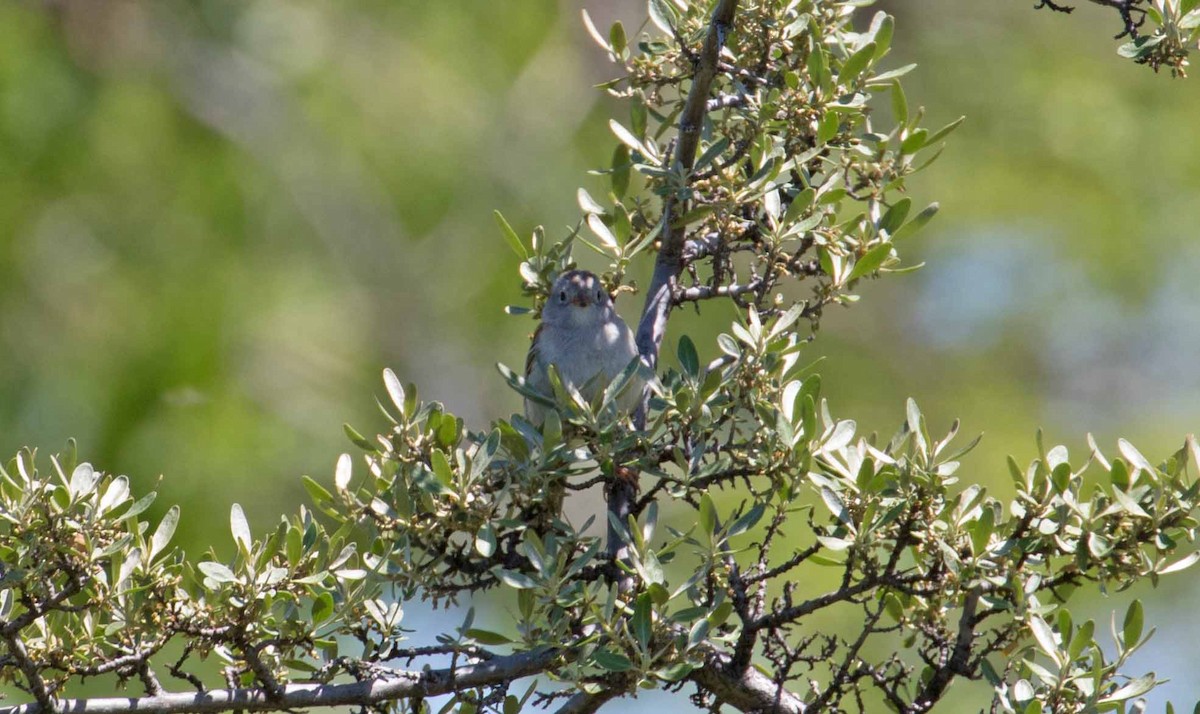 Field Sparrow - ML240162711