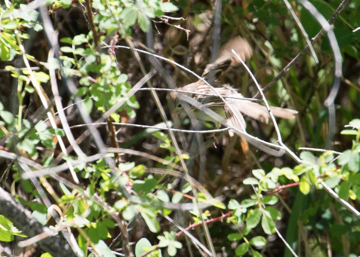 Field Sparrow - ML240162721