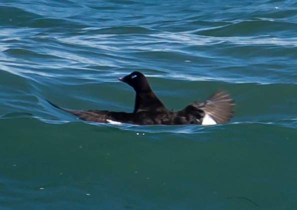 White-winged Scoter - Carole Rose