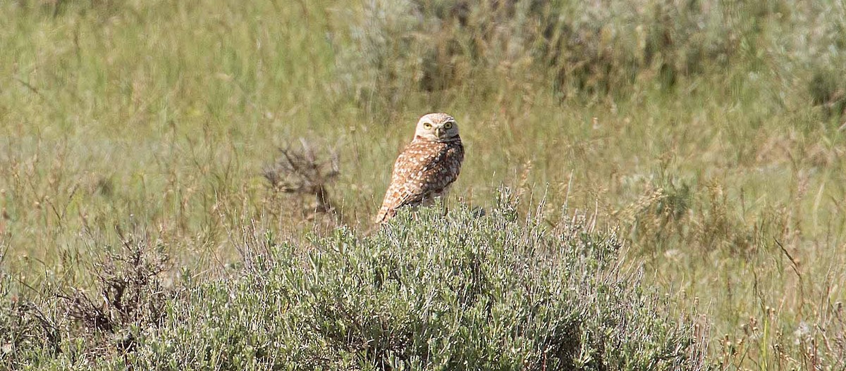 Burrowing Owl - ML240163021