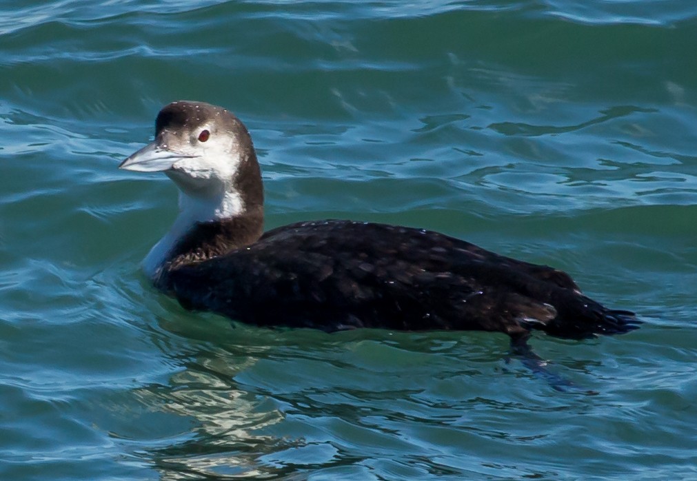 Common Loon - ML24016311